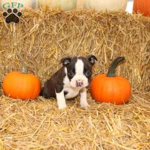 Jasper, Boston Terrier Puppy
